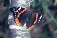 Vanessa atalanta