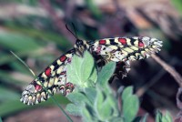 Zerynthia rumina