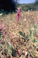 Anacamptis sancta