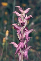 Anacamptis sancta