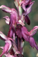 Anacamptis sancta