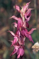 Anacamptis sancta