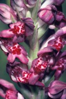 Anacamptis coriophora