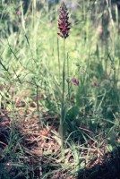 Anacamptis coriophora