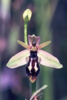 Ophrys cilicica