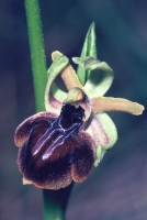 Ophrys mammosa subsp. posteria