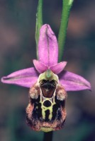 Ophrys holoserica