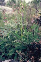 Ophrys cilicica