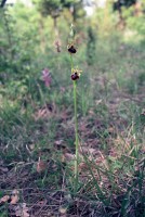 Ophrys mammosa subsp. posteria