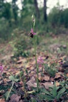 Ophrys holoserica