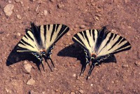 Iphiclides podalirius