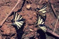 Iphiclides podalirius