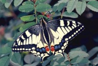 Papilio machaon