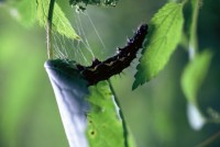 Vanessa atalanta