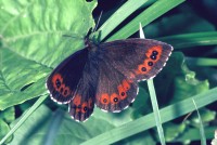 Erebia ligea