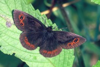 Erebia aethiops