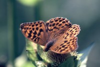 Argynnis paphia