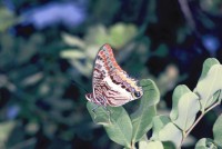 Charaxes jasius