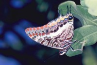 Charaxes jasius