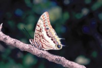 Charaxes jasius