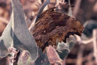 Polygonia egea