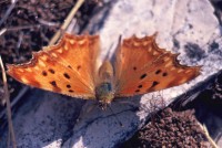 Polygonia egea