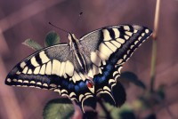 Papilio machaon