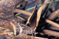 Charaxes jasius