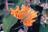 Polygonia egea