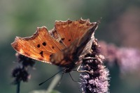 Polygonia egea