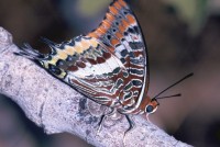 Charaxes jasius