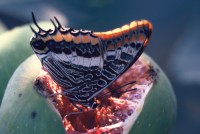 Charaxes jasius