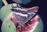 Charaxes jasius