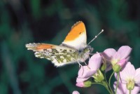 Anthocharis cardamines