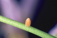 Anthocharis cardamines