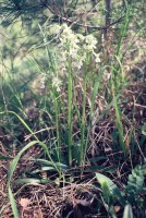 Anacamptis morio subsp. caucasica