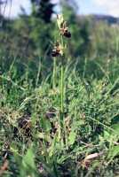 Ophrys mammosa subsp. posteria