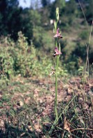 Ophrys straussii var. leucotaenia