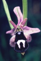 Ophrys straussii