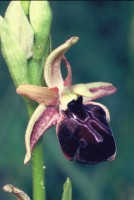 Ophrys mammosa subsp. posteria