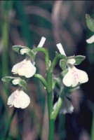 Anacamptis morio subsp. caucasica