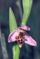 Ophrys oestrifera subsp. latakiana