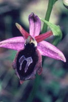 Ophrys antiochiana