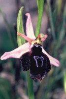 Ophrys antiochiana