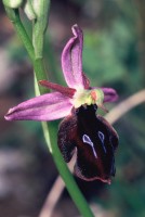 Ophrys antiochiana