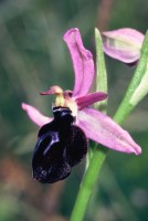 Ophrys antiochiana