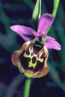 Ophrys holoserica subsp. maxima