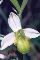 Ophrys apifera