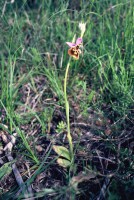 Ophrys holoserica subsp. maxima