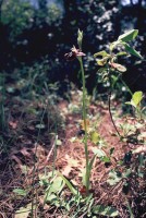 Ophrys amanensis